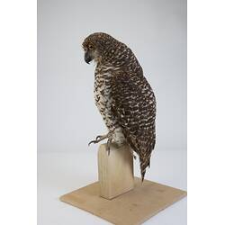 <em>Ninox strenua</em>, Powerful Owl. [B 32354]