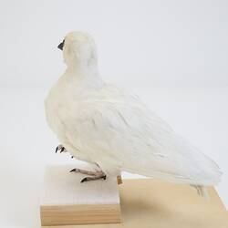 <em>Chionis minor</em>, Black-faced Sheathbill. [B 32987]