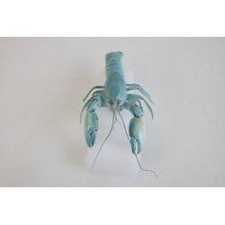 <em>Cherax destructor</em>, Yabby. [J 13164]