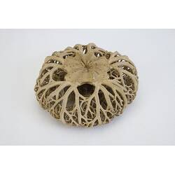 <em>Gorgonocephalus</em> sp., basket star. [F 109355]