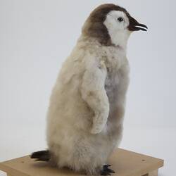 <em>Aptenodytes forsteri</em>, Emperor Penguin. [B 22524]