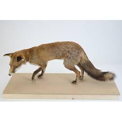 <em>Vulpes vulpes</em>, Red Fox. [C 27270]