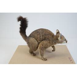 <em>Trichosurus vulpecula</em>, Common Brush-tailed Possum. [C 36381]