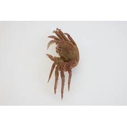 <em>Plagusia chabrus</em>, Red Rock Crab. [J 44703.5]