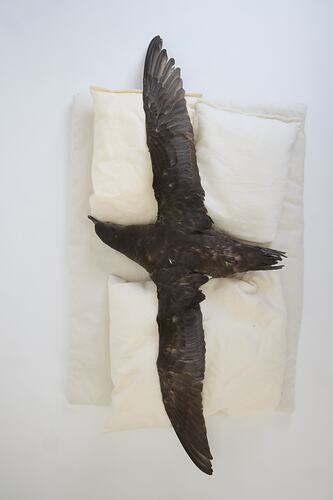 <em>Ardenna tenuirostris</em>, Short-tailed Shearwater. [B 21005]