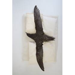 <em>Ardenna tenuirostris</em>, Short-tailed Shearwater. [B 21005]