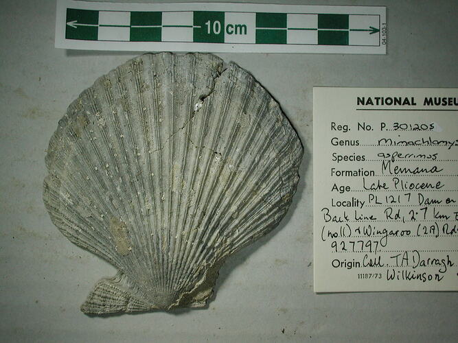 Fossil scallop shell beside scale and label.
