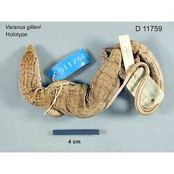 Dorsal view of monitor lizard with specimen labels.
