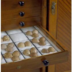 Drawer of collected bird eggs