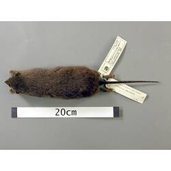 Dorasl view of antechinus study skin with specimen labels.