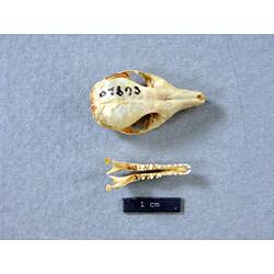 Dunnart skull and lower jaw, dorsal views.