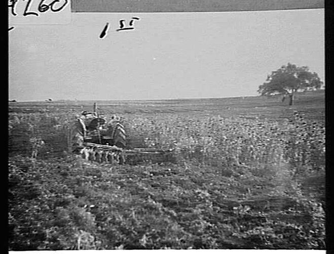 `SUNTRAC' CULTIVATING VERY HARD & DRY LAND, CARRYING A DENSE GROWTH OF GREEN CLOVER & RYE TO A HEIGHT OF 8 FT. THIS PHOTO IS OF A BLACK SOIL FLAT HEAVILY COVERED WITH BLOAK THISTLES, SAME PADDOCK, SAME NUMBER OF WORKINGS. PHOTOS TAKEN BY F. LLOYD CLARKE O