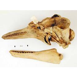 Lateral view of Killer Whale lower jaw and skull.