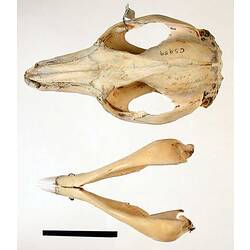 Wallaby lower jaw beside skull, external surfaces visible.