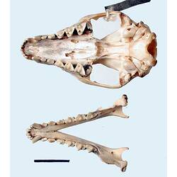 Quoll skull and lower jaw, inner surfaces visible.