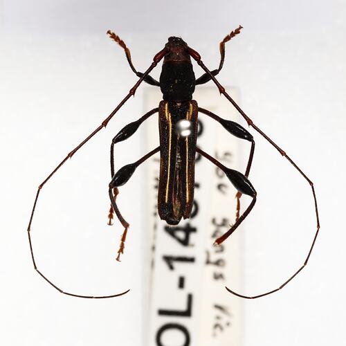 Family Cerambycidae, longhorn beetle. [COL 143755]