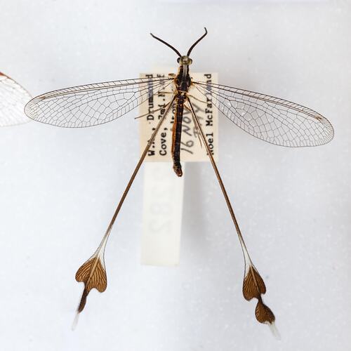 <em>Chasmoptera huttii</em>, Spoon-winged lacewing. [NEU 2282]