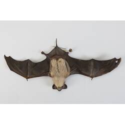 <em>Ozimops</em> sp., free-tailed bat. [C 4272]