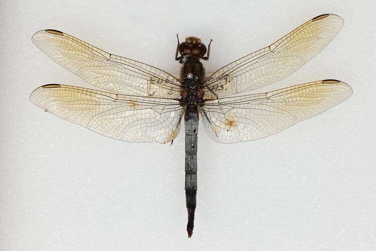 <em>Orthetrum caledonicum</em>, Blue Skimmer. [ODO 2562]