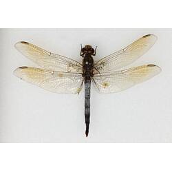 Our Wondrous Planet, Our Wild Family: Dry Specimen - Blue Skimmer, <em>Orthetrum caledonicum</em> (Brauer, 1865)