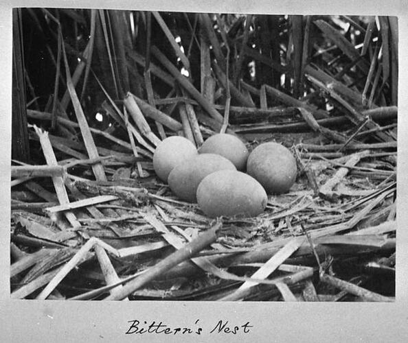Bittern's Nest
