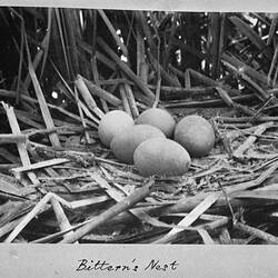 Photograph - Bittern's Nest, by A.J. Campbell, Victoria, circa 1895