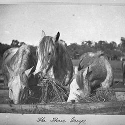 Negative - 'The Three Greys', Horses Eating from Trough, by A.J. Campbell, Victoria, circa 1895