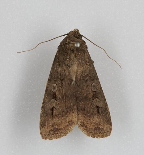 <em>Agrotis infusa</em>, Bogong Moth. [HET 36688]