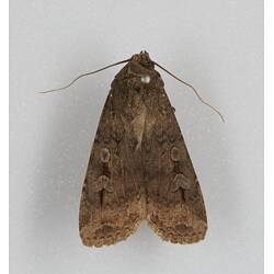Our Wondrous Planet, Our Wild Family: Dry Specimen - Bogong Moth, <em>Agrotis infusa</em> (Boisduval, 1832)