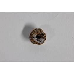 <em>Catomerus polymerus</em>, Surf Barnacle. [J 39339.2]