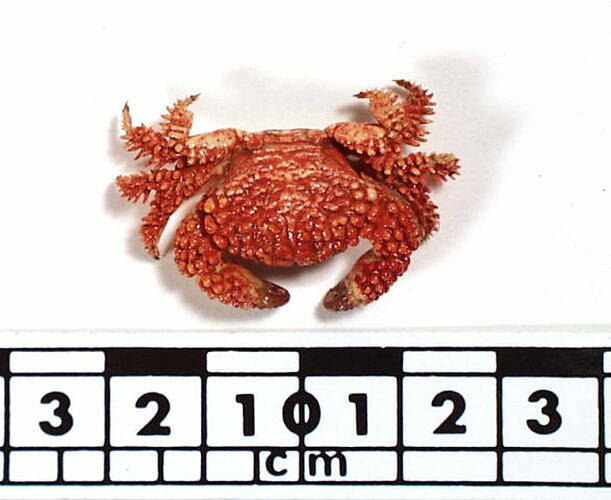 Dorsal view of crab beside scale bar.