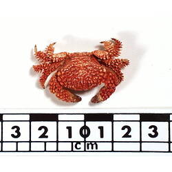 Dorsal view of crab beside scale bar.