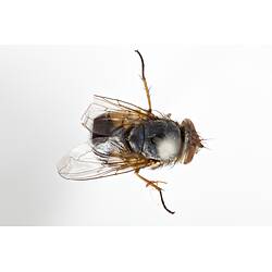 Dorsal view of pinned blowlfy specimen.