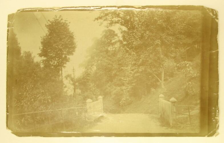 Fenced road and bridge with forest on either side.