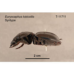 Beetle specimen, lateral view.