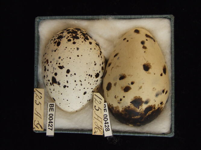 Two bird eggs with specimen labels in box.