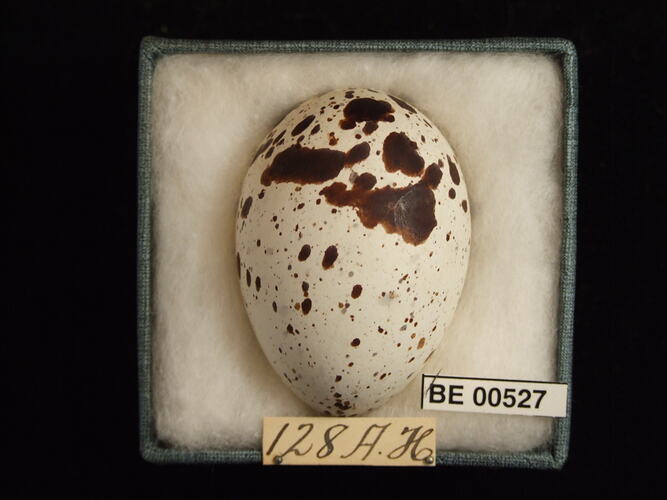 Bird egg with specimen labels in box.