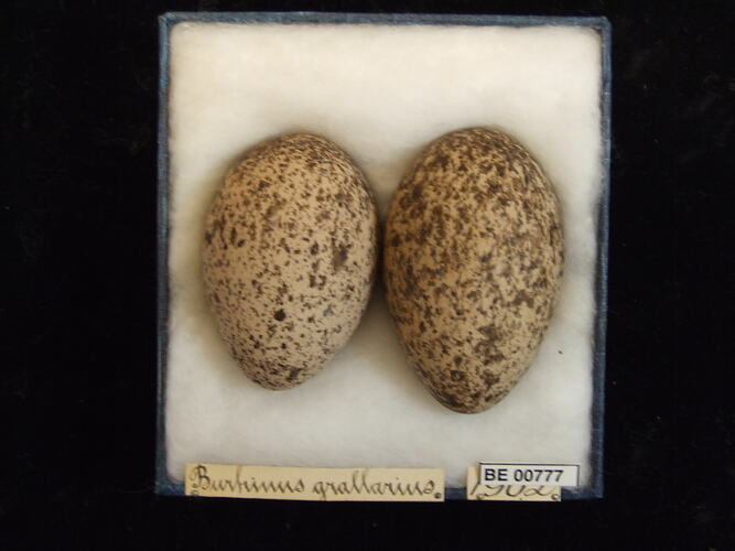 Two bird eggs with specimen labels in box.