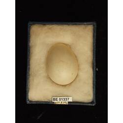 Bird egg in box with specimen labels.