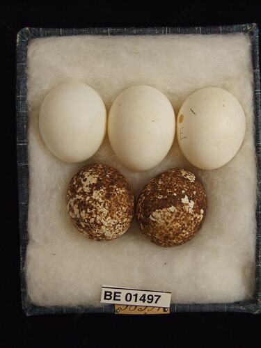 Five bird eggs with specimen labels in box.
