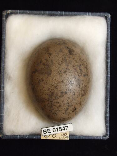 Bird egg with specimen labels in box.