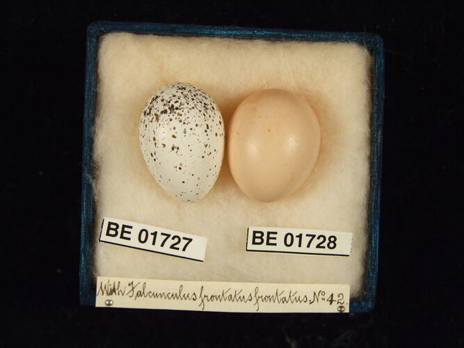 Two bird eggs with specimen labels in box.