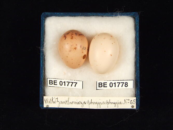 Two bird eggs with specimen labels in box.