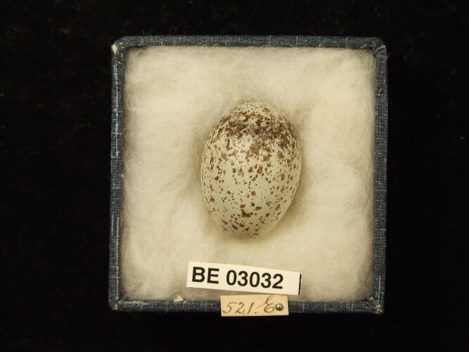 Bird egg in box with labels.