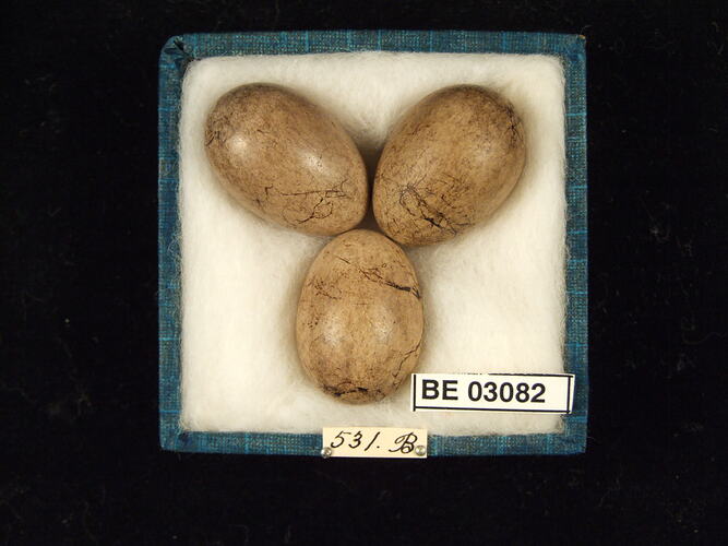 Three bird eggs in box with labels.