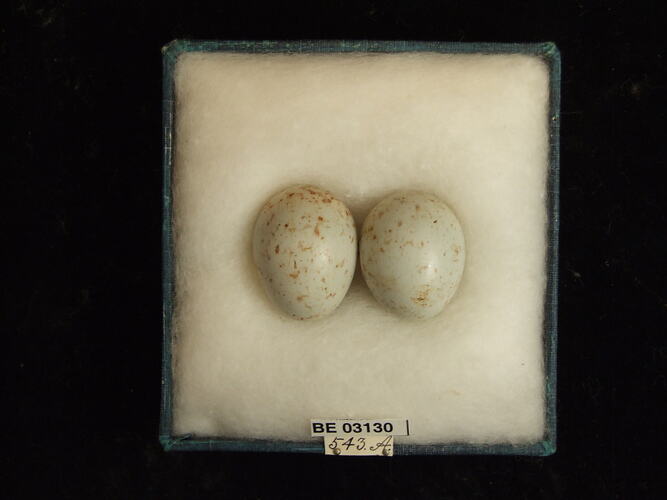 Two bird eggs in box with labels.