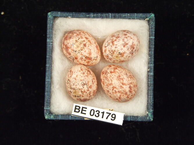 Four bird eggs in box with labels.