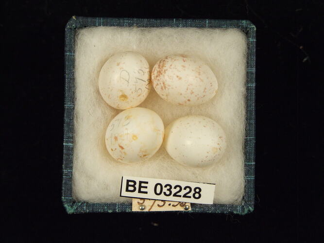 Four bird eggs in box with labels.