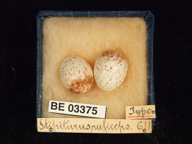 Two bird eggs in box with labels.