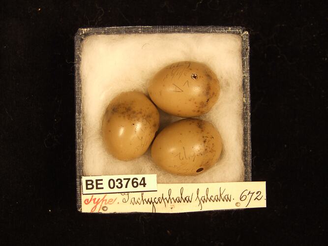 Three bird eggs in box with specimen labels.